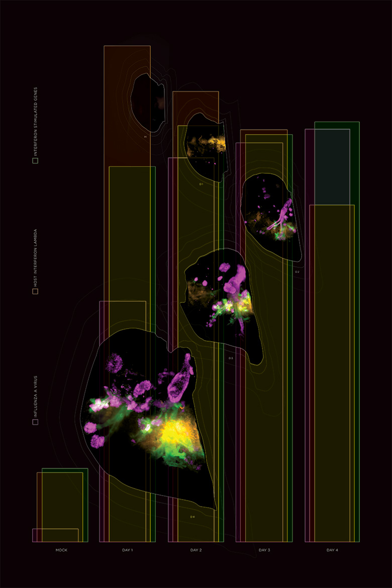 Eternal Return<br />
Scientist Collaborators Elizabeth Rowland, Chris Brooke, and Collin Kieffer<br />
Collin Kieffer Group<br />
UltraMicroscope II Lightsheet Microscope with Imaris<br />
Funded by the UIUC Microbiology Start-up funds, DARPA